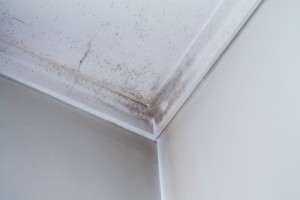mold-formation-due-to-humidity